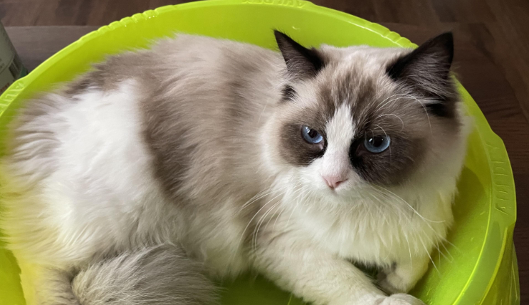 布偶猫好养活吗 布偶猫好养活吗