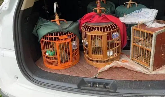 用手机播放雌鸟叫声诱捕雄鸟，这伙“画眉鸟大盗”遭了