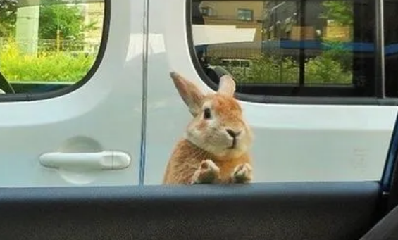 兔子长时间坐车会有问题么