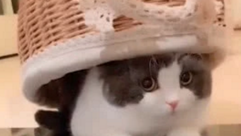 猫咪臭美把花篮当帽子，发现主人偷看瞬间定住，猫：我没闯祸吧？