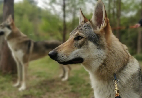 捷克狼犬可以办狗证吗
