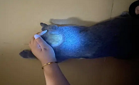 伍德灯猫藓颜色对照表