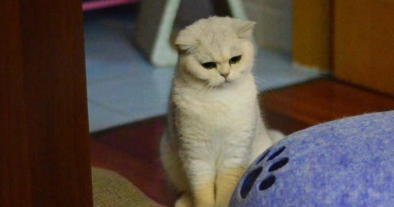已经有一只大猫的老婆还要养多只小奶猫！结果一进门…哈哈笑喷了