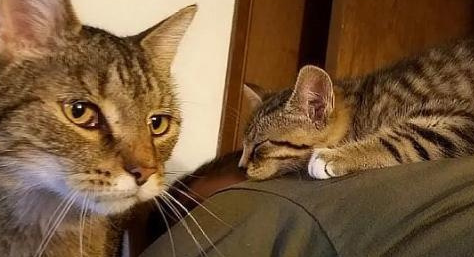 流浪猫吃掉了男孩东西,没有离开,他晚上还睡觉,他高兴极了 流浪猫吃掉了男孩东西,没有离开,他晚上还睡觉,他高兴极了