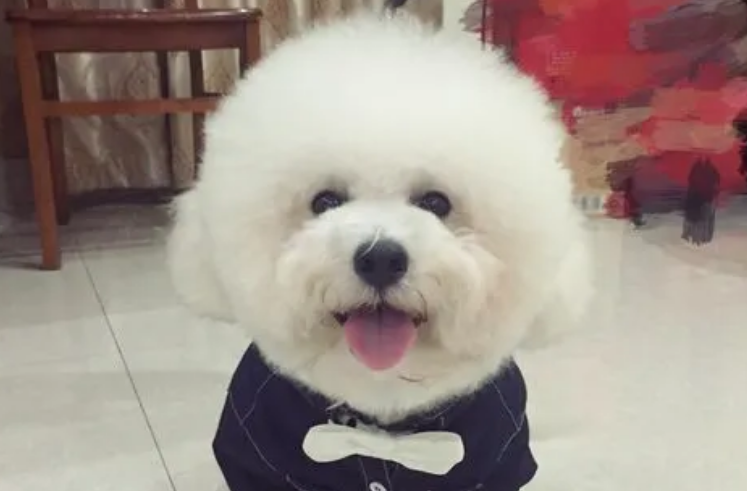 正宗比熊犬多少钱一只