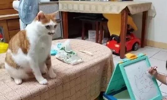 “同样一只猫,在流浪街头时,与被收养后表现的判若两猫” “同样一只猫,在流浪街头时,与被收养后表现的判若两猫”