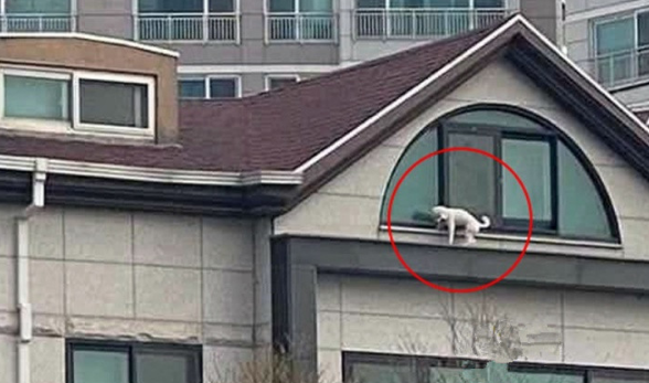 比熊犬被关在6楼窗外,隔着窗户战战兢兢,而主人却呼呼大睡 比熊犬被关在6楼窗外,隔着窗户战战兢兢,而主人却呼呼大睡