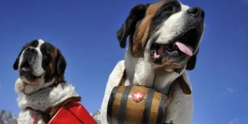 不会说话的“战士”,人间天使搜救犬 不会说话的“战士”,人间天使搜救犬