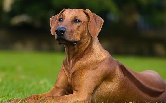 关注 || 银川一牧场两只猎犬失窃！作案人竟是为了……