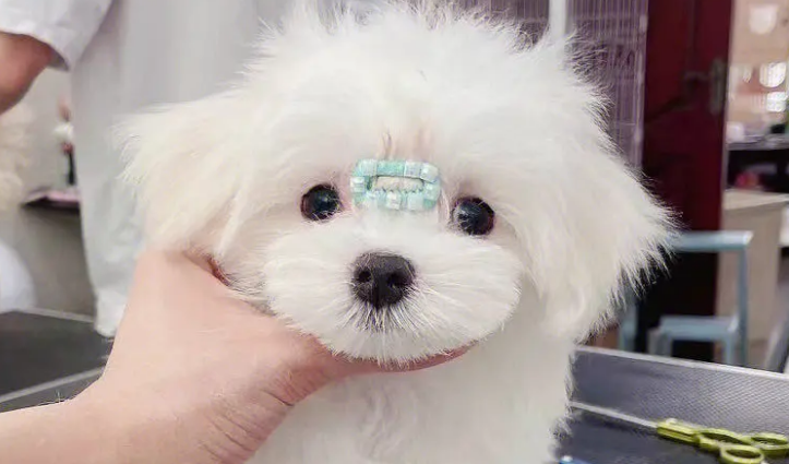 马尔济斯犬多少钱一只