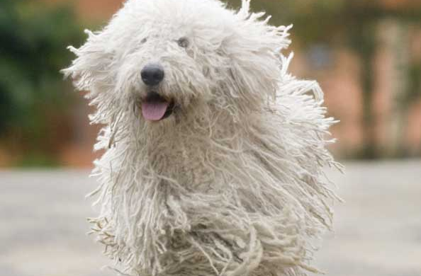 可蒙犬好养吗 该犬健康的喂养方法