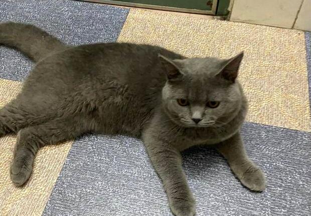 长毛英短蓝猫和短毛蓝猫哪个贵