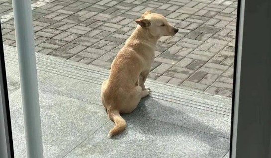 流浪狗自己挂号就医，每天按时回来上药，终于碰瓷成功……结局超暖！ 