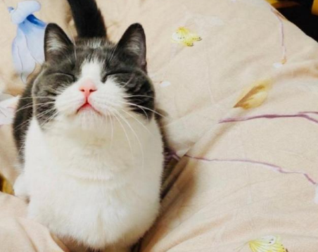 肖战的猫坚果贵吗图片