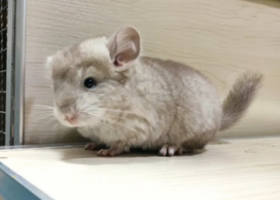 小龙猫突然死亡的原因