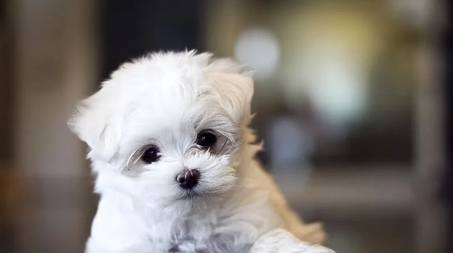 马尔泰犬为什么多人养?有颜值有智商很难不爱 马尔泰犬为什么多人养?有颜值有智商很难不爱