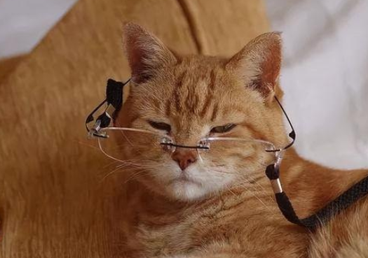 专家:巴西宠物猫数量可能将在五年内超过宠物狗 专家:巴西宠物猫数量可能将在五年内超过宠物狗