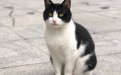 奶牛猫为什么叫极霸猫 奶牛猫为什么叫极霸猫