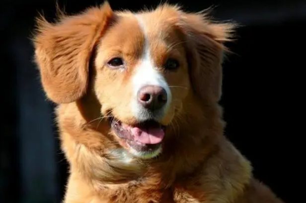为您犬种知识普及：新斯科舍猎鸭寻猎犬