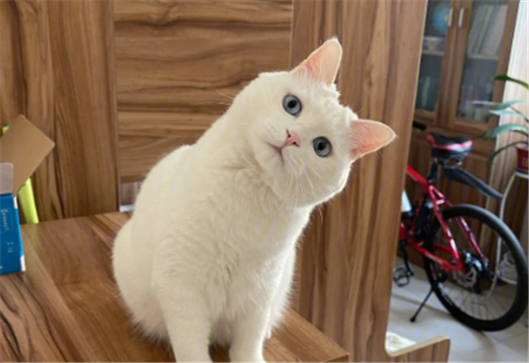 最可爱的猫 最可爱的猫