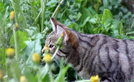 种什么植物可以驱赶猫