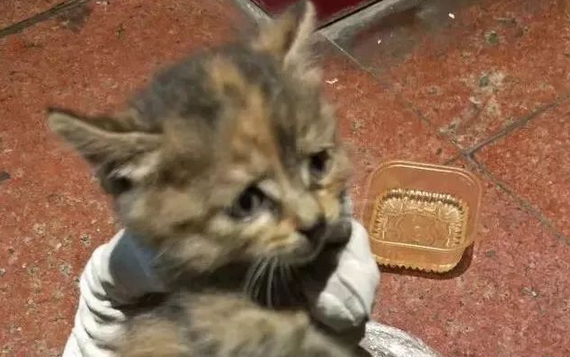 近百上海网友截下运猫车救下860只猫 近百上海网友截下运猫车救下860只猫