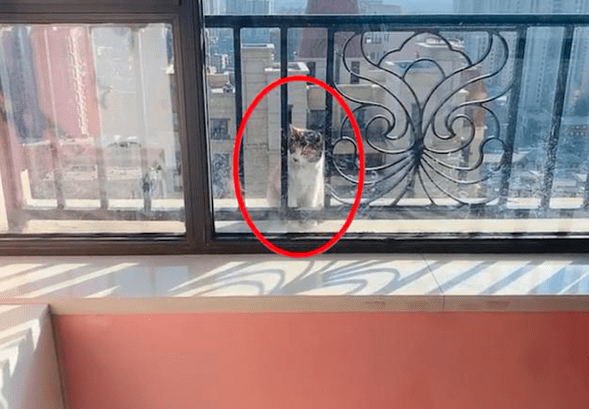 一只流浪猫竟出现在20楼窗外，房主喂”