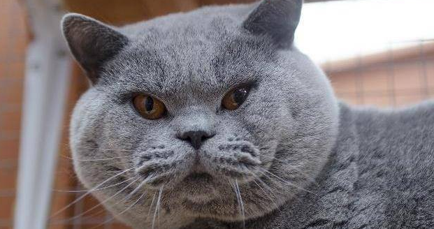 蓝胖子猫好养吗