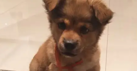 小田园犬被抛弃在大街上，它一直傻乐呵，苦等宠主三天笑容却消失