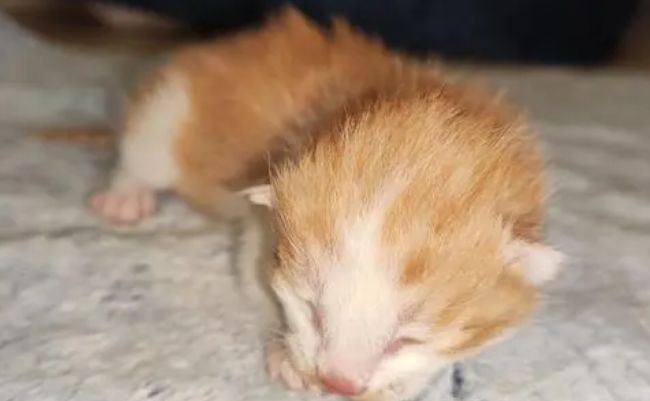 克隆小橘猫，纯国产！_宠界新闻