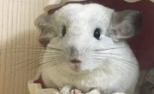 养龙猫的注意事项 养龙猫的注意事项
