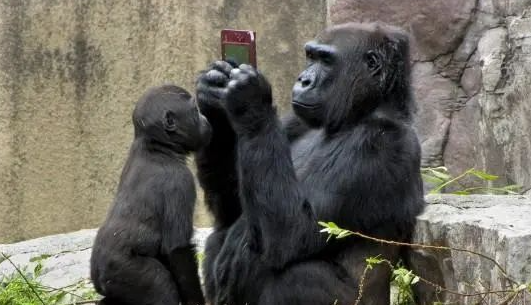 澳洲这群鹦鹉火了！默默帮人清理垃圾！人们直呼”惹不起！”