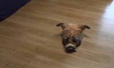猫咪绝育后一年体重翻了一倍,只因为主人误信,绝育后要给猫加餐 猫咪绝育后一年体重翻了一倍,只因为主人误信,绝育后要给猫加餐