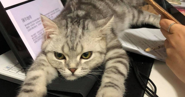 猫咪这么无情?主人烫伤痛得鬼哭狼嚎,它竟然只想偷吃! 猫咪这么无情?主人烫伤痛得鬼哭狼嚎,它竟然只想偷吃!