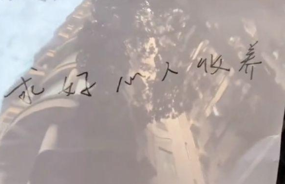 5只布偶猫幼崽,被遗弃在垃圾桶旁 5只布偶猫幼崽,被遗弃在垃圾桶旁