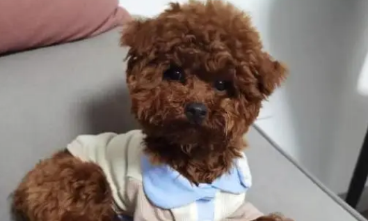 泰迪惊吓过度几天可以恢复