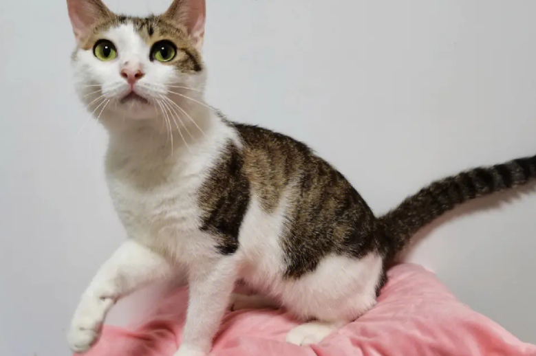 小伙路上偶遇花猫,身材壮硕让人窒息,网友:这是吃了增肌粉? 小伙路上偶遇花猫,身材壮硕让人窒息,网友:这是吃了增肌粉?
