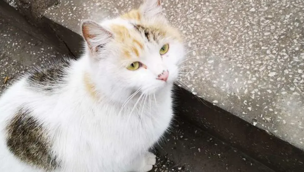 121亿动物丧命!流浪猫,还喂吗 121亿动物丧命!流浪猫,还喂吗
