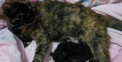 猫妈妈难产将死,医生告知要剖腹产,主人却犹豫了,我们的爱呢? 猫妈妈难产将死,医生告知要剖腹产,主人却犹豫了,我们的爱呢?