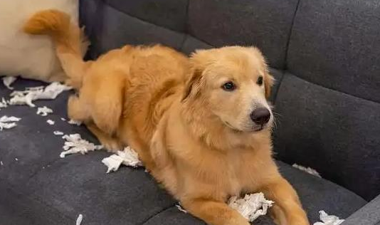 养狗博主的网名大全