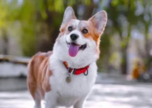 威尔士柯基犬的八大优点和缺点