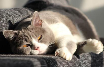 主人出远门猫会伤心吗