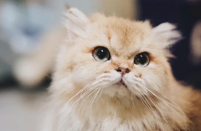 网红爆米花猫 网红爆米花猫