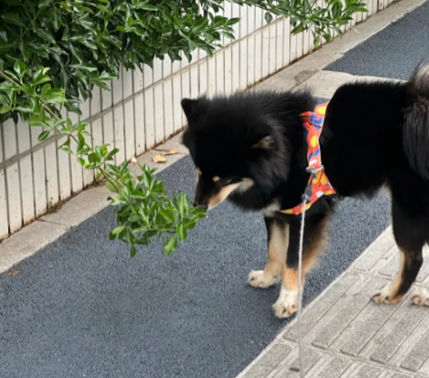 安庆一宠物犬被捕杀，责任人被行拘10”