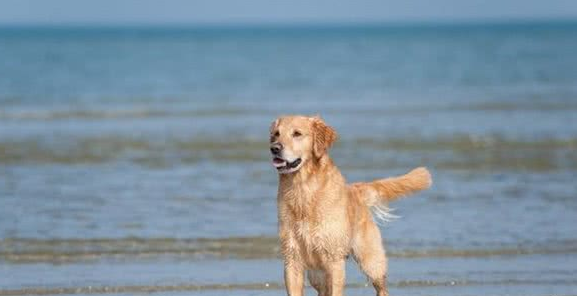 依比沙猎犬怎么挑选？怎么样？这些细节很实用
