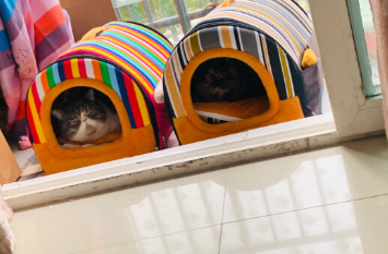 给猫咪准备一款保暖舒适的猫窝,环宠星际猫窝! 给猫咪准备一款保暖舒适的猫窝,环宠星际猫窝!