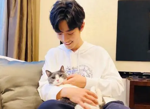 肖战的猫是什么品种
