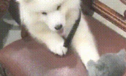 萨摩和蓝猫玩打手背的游戏，萨摩：没赢过