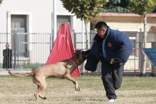 又萌又霸气！一起关注这场警犬技术实战大比武