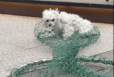 狗狗因没拴绳被城管抓住,而主人正在旁边喝咖啡,狗绳就在手边! 狗狗因没拴绳被城管抓住,而主人正在旁边喝咖啡,狗绳就在手边!
